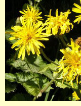 Скерда болотная (Crepis paludosa Moench.) Скерда болотная (Crepis paludosa Moench.)
